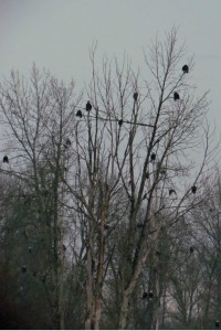 How many eagles in this tree?