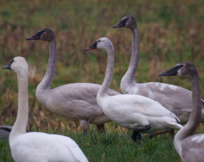 Immature swans