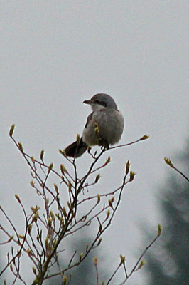 Northern shrike