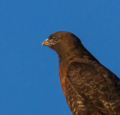 Hookless hawk