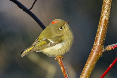 Ruby-crowned kinglet